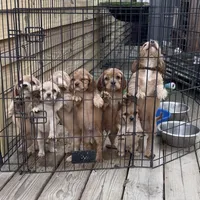 Bobby Brown , a male Cavalier King Charles Spaniel for sale in Louisville, GA – Photo 8 of 9