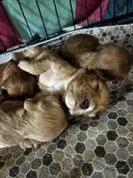 Honey Joe , a male Cocker Spaniel for sale in Louisville, GA – Photo 6 of 9