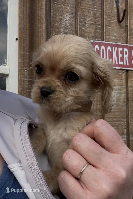 Bobby Brown , a male Cavalier King Charles Spaniel for sale in Louisville, GA – Photo 1 of 9
