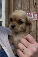 Bobby Brown , a male Cavalier King Charles Spaniel for sale in Louisville, GA – Photo 1 of 9