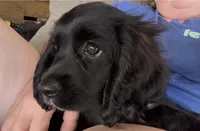 Cockalier Male- Midnight , a male Cocker Spaniel and Cavalier King Charles Spaniel for sale in Louisville, GA – 2 of 8
