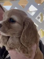 Blondie Cockalier , a female Cocker Spaniel and Cavalier King Charles Spaniel for sale in Louisville, GA – 4 of 7