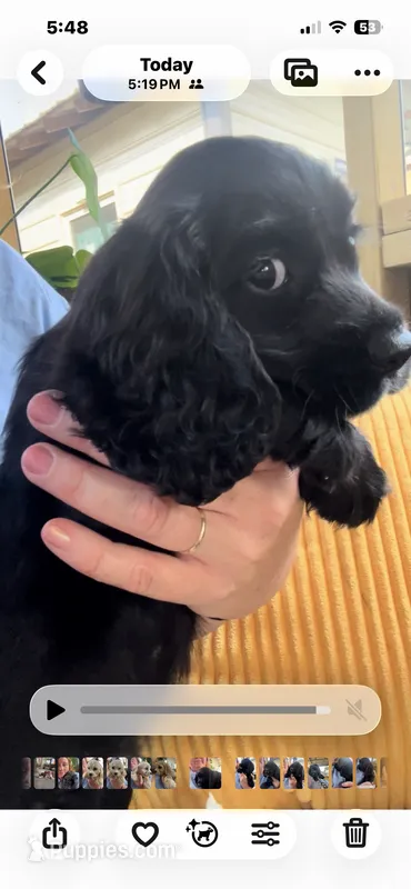 Cockalier Female  – Cocker Spaniel, Cavalier King Charles Spaniel puppy for sale in Louisville, GA