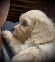 Cavachon Female , a female Cavachon for sale in Louisville, GA – 3 of 5