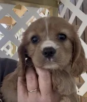Honey Cockalier , a female Cocker Spaniel and Cavalier King Charles Spaniel for sale in Louisville, GA – 3 of 8