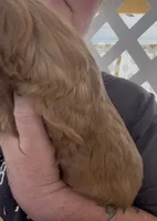 Honey Cockalier , a female Cocker Spaniel and Cavalier King Charles Spaniel for sale in Louisville, GA – 6 of 8
