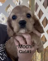 Mochi Cockalier , a female Cocker Spaniel and Cavalier King Charles Spaniel for sale in Louisville, GA – 2 of 9