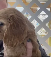 Honey Cockalier , a female Cocker Spaniel and Cavalier King Charles Spaniel for sale in Louisville, GA – 5 of 8
