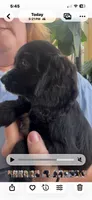 Cockalier Male , a male Cocker Spaniel and Cavalier King Charles Spaniel for sale in Louisville, GA – 4 of 5