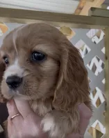 Honey Cockalier , a female Cocker Spaniel and Cavalier King Charles Spaniel for sale in Louisville, GA – 4 of 8