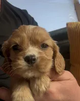 Ginger Billy , a male Cocker Spaniel for sale in Louisville, GA – Photo 1 of 6
