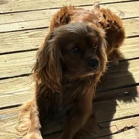 Ginger Billy , a male Cocker Spaniel for sale in Louisville, GA – Photo 6 of 8