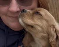 Ginger Billy , a male Cocker Spaniel for sale in Louisville, GA – Photo 2 of 8