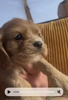 Ginger Billy , a male Cocker Spaniel for sale in Louisville, GA – Photo 2 of 6