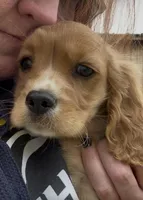 Ginger Billy , a male Cocker Spaniel for sale in Louisville, GA – Photo 4 of 8