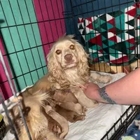Ginger Billy , a male Cocker Spaniel for sale in Louisville, GA – Photo 7 of 8