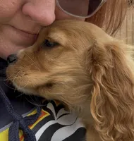 Ginger Billy , a male Cocker Spaniel for sale in Louisville, GA – Photo 1 of 8