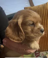 Ginger Billy , a male Cocker Spaniel for sale in Louisville, GA – Photo 3 of 6