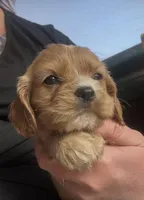 Ginger Billy , a male Cocker Spaniel for sale in Louisville, GA – Photo 4 of 6