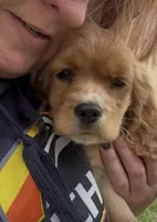 Ginger Billy , a male Cocker Spaniel for sale in Louisville, GA – Photo 3 of 8