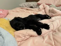 Cockalier Male- Midnight , a male Cocker Spaniel and Cavalier King Charles Spaniel for sale in Louisville, GA – 5 of 8