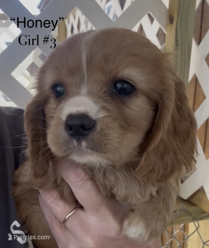 Honey Cockalier  – Cocker Spaniel, Cavalier King Charles Spaniel puppy for sale in Louisville, GA