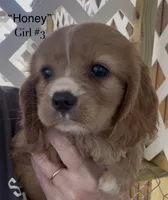 Honey Cockalier , a female Cocker Spaniel and Cavalier King Charles Spaniel for sale in Louisville, GA – 1 of 8