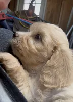 Cavachon Female , a female Cavachon for sale in Louisville, GA – 4 of 5