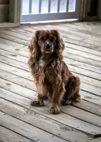 Cockalier Male , a male Cocker Spaniel and Cavalier King Charles Spaniel for sale in Louisville, GA – 6 of 7
