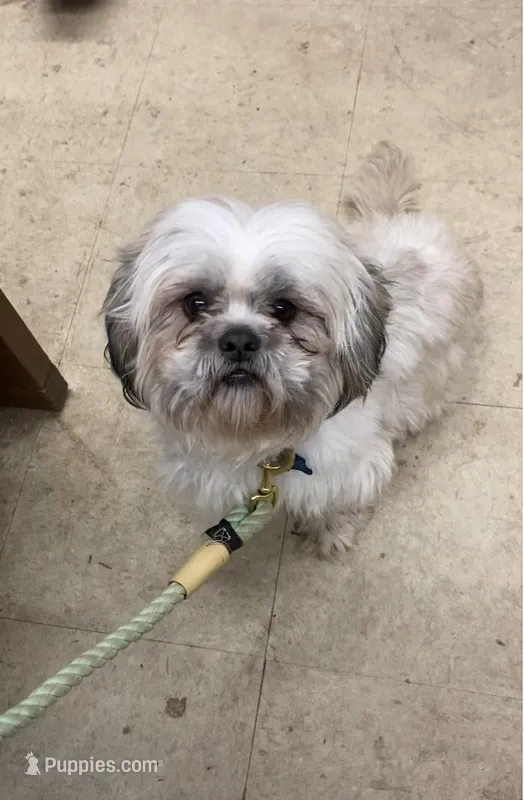 Sargeant Skooter Wigglesworth, a male Shih Tzu for sale in Louisville, GA – Photo 1 of 2