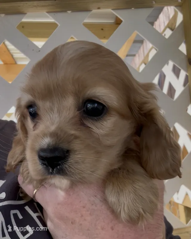 Mochi Cockalier  – Cocker Spaniel, Cavalier King Charles Spaniel puppy for sale in Louisville, GA