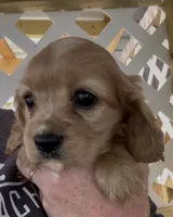 Mochi Cockalier , a female Cocker Spaniel and Cavalier King Charles Spaniel for sale in Louisville, GA – 1 of 9