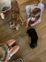 Cockalier Male- Midnight , a male Cocker Spaniel and Cavalier King Charles Spaniel for sale in Louisville, GA – 4 of 8