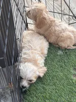 Cavachon Female , a female Cavachon for sale in Louisville, GA – 5 of 5