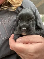 Cockalier Female , a female Cocker Spaniel and Cavalier King Charles Spaniel for sale in Louisville, GA – 6 of 9
