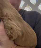 Blondie Cockalier , a female Cocker Spaniel and Cavalier King Charles Spaniel for sale in Louisville, GA – 5 of 7