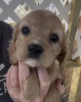Mochi Cockalier , a female Cocker Spaniel and Cavalier King Charles Spaniel for sale in Louisville, GA – 4 of 9