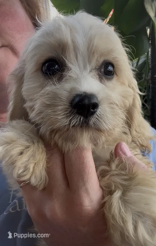 Cavachon male  – Cavachon puppy for sale in Louisville, GA