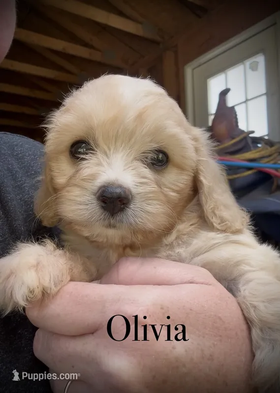Cavachon Female  – Cavachon puppy for sale in Louisville, GA