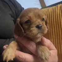 Miss Ruby, a female Cavalier King Charles Spaniel for sale in Louisville, GA – Photo 3 of 6