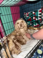 Miss Ruby, a female Cavalier King Charles Spaniel for sale in Louisville, GA – Photo 6 of 6