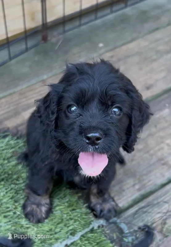 Cockalier Female  – Cocker Spaniel, Cavalier King Charles Spaniel puppy for sale in Louisville, GA
