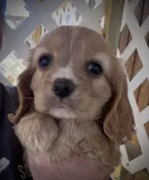 Blondie Cockalier , a female Cocker Spaniel and Cavalier King Charles Spaniel for sale in Louisville, GA – 3 of 7