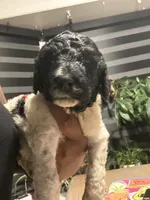Bob, a male Poodle - Multi-Colored Standard for sale in Fayetteville, NC – 1 of 1