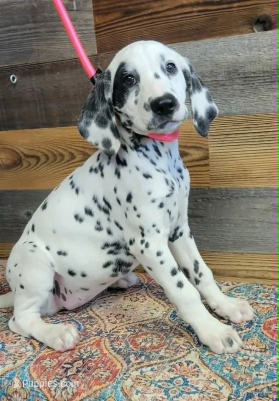 female patch eye – Dalmatian puppy for sale in Owosso, MI