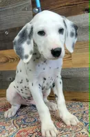 male1, a female Dalmatian for sale in Owosso, MI – 2 of 4