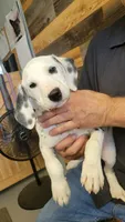 male1, a female Dalmatian for sale in Owosso, MI – 3 of 4