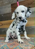 female2, a female Dalmatian for sale in Owosso, MI – 3 of 3
