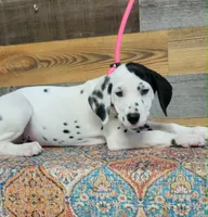 female/patch/ear, a female Dalmatian for sale in Owosso, MI – 3 of 3