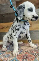 male2, a male Dalmatian for sale in Owosso, MI – 1 of 2